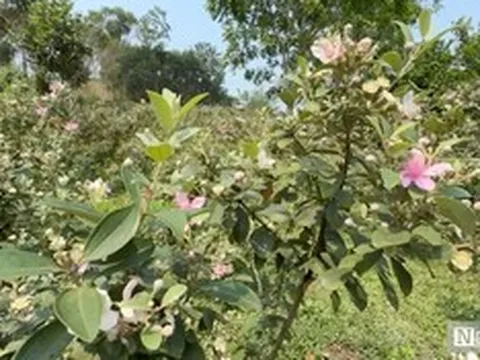 Bỏ ghế giám đốc về quê trồng loài cây tuổi thơ, ngờ đâu hóa “mỏ vàng”