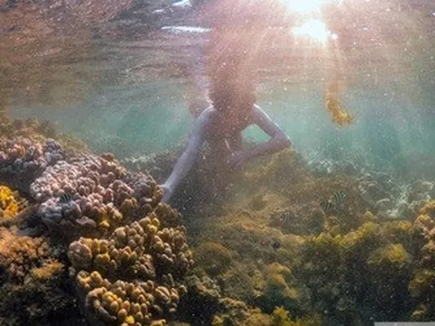 Đắk Lắk: Không đón khách ồ ạt, ngăn suy thoái rạn san hô danh thắng quốc gia Hòn Yến