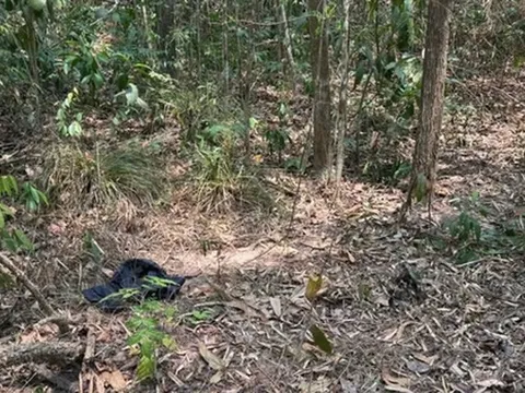 Điều tra vụ phát hiện thi thể nam giới trên bãi đất trống giữa rừng phòng hộ