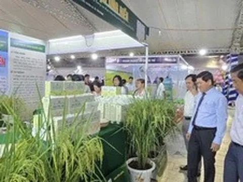 Cà Mau thúc đẩy liên kết, nâng tầm chuỗi giá trị lúa gạo