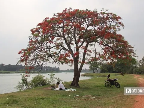 Người dân đổ về ngắm "cây phượng đẹp nhất Hà Nội"