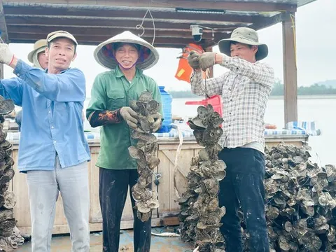 Nuôi con “thần dược” vỏ cứng thân mềm, anh nông dân thu tiền tỷ mỗi vụ