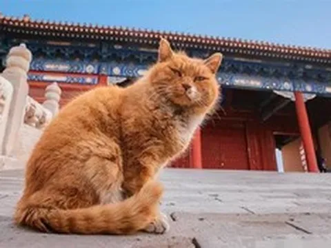 Bí ẩn chưa lời giải: “Bóng đen” 200 con mèo trong Tử Cấm Thành