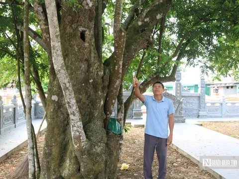 Chiêm ngưỡng "cụ" khế hơn 400 năm tuổi, hình dáng kì lạ ở Nghệ An