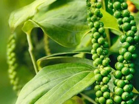 Hồ tiêu Việt Nam khẳng định vị thế 'nhà cung cấp số 1 thế giới'