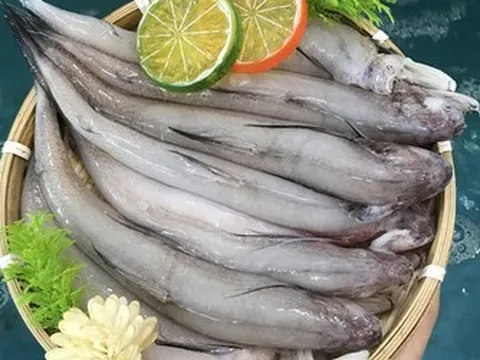 Đặc sản biển nổi tiếng của biển, có giá trị dinh dưỡng cao, mang lại nhiều lợi cho sức khỏe