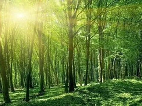 Mức phạt hành vi lấn, chiếm và sử dụng môi trường rừng trái quy định