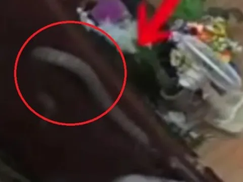 Mở cửa bước vào nhà, cụ bà chết lặng trước cảnh tượng rợn người bên trong