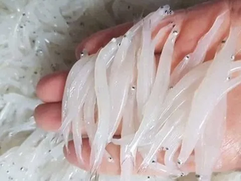 "Ngọc trong nước" độc nhất ở sông Đà, cực bổ dưỡng người già và trẻ nhỏ đều thích
