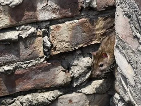 Phát hiện ca nghi nhiễm hantavirus mới tại đảo Tristan da Cunha và Tây Ban Nha