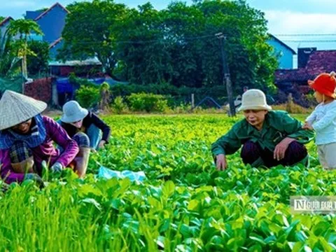 Về Thuận Nghĩa để nghe chuyện trồng rau trở thành chuyện du lịch