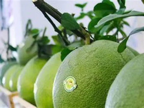 Đổi mới sáng tạo: Đưa xuất khẩu hoa quả Việt Nam vươn tầm thế giới
