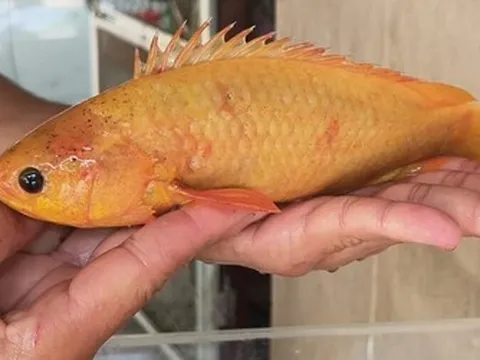 Bắt được con cá vàng, người đàn ông quyết không bán khi có người hỏi mua