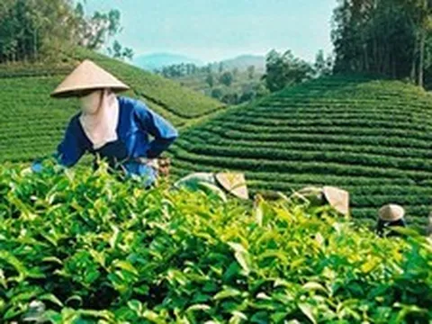 Đề xuất quy định mới về tổ hợp tác