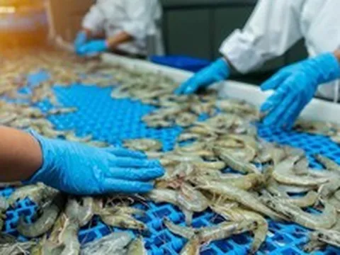 Hoa Kỳ kết luận sơ bộ chống bán phá giá tôm Việt Nam