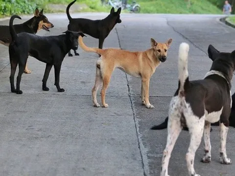 Lại chuyện... chó