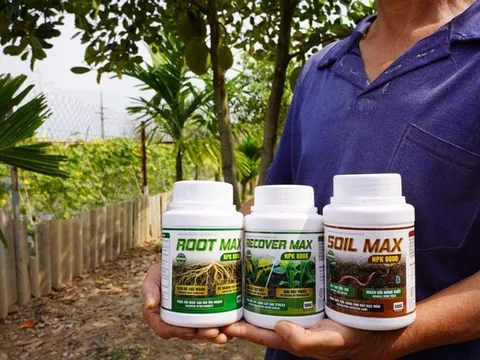 Hồi sinh vườn cây suy kiệt: Tại sao bộ rễ là chìa khóa của năng suất?