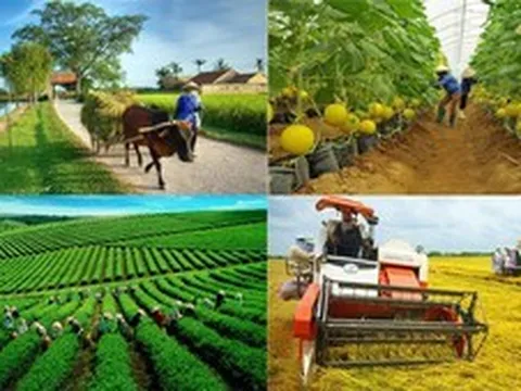 Tổ hợp tác đáp ứng các tiêu chí quy định có thể hưởng chính sách hỗ trợ như hợp tác xã