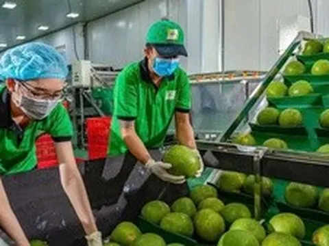 Bưởi, chanh Việt Nam rộng cửa vào thị trường Trung Quốc