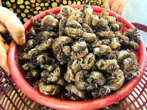 Thứ tưởng vô dụng trong rừng bất ngờ được săn lùng với giá gần 2 triệu đồng/kg, dân thi nhau đi nhặt