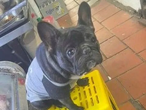 Vướng vòng lao lý vì lý do khó ngờ: Cướp lại chó Pitbull thất lạc