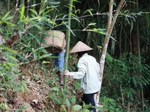 Từ 25/6, hành động tưởng vô hại trong rừng có thể khiến bạn bị phạt tới 25 triệu đồng