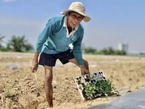 Chuyện ít biết về nghề "phu dưa" phiêu bạt, gieo ước mơ hy vọng