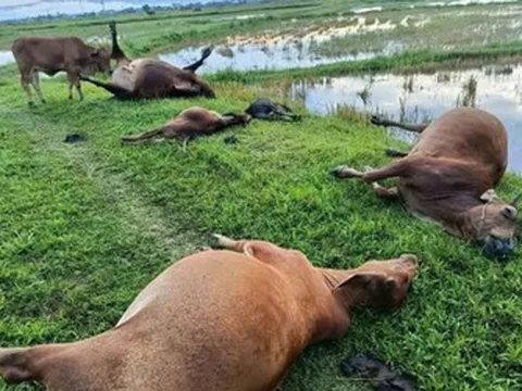 Một tia sét đánh trúng bãi chăn thả, 5 con bò chết tại chỗ