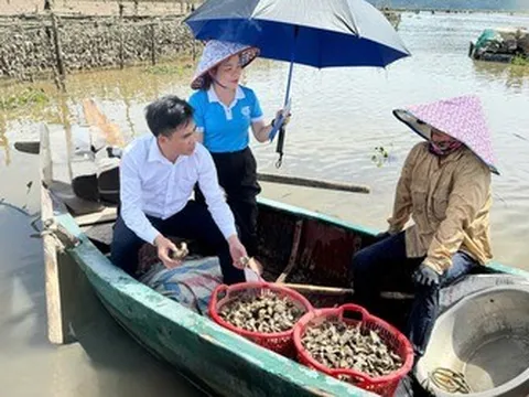 Độc đáo nuôi hàu trên dây, “đút túi” nửa triệu mỗi ngày