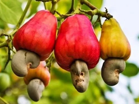 2 loại hạt được ví như "máy sạc tự nhiên" cho não, hạt số 1 ở quê có nhiều nhưng ít ai hay