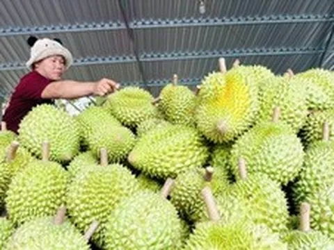Gỡ "nút thắt" kiểm nghiệm, tổ chức lại chuỗi giá trị sầu riêng bền vững