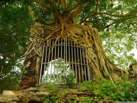 Độc đáo cây đa cổ thụ, rễ mọc ôm trọn cổng phủ cổ kính trăm năm tuổi