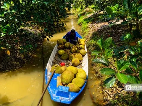 Giá mít lao dốc giữa mùa thu hoạch, nhiều nhà vườn “đứng ngồi không yên”
