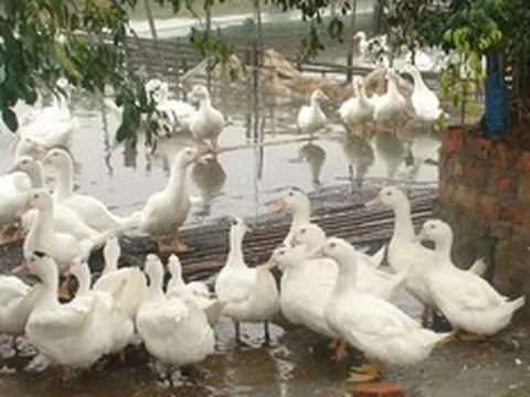Đàn vịt liên tục chết bất thường, cụ bà 68 tuổi "sốc" khi biết thủ phạm