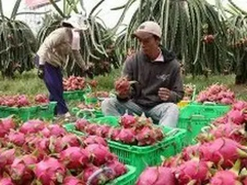 Mã số vùng trồng: Quản trị minh bạch nông sản Việt
