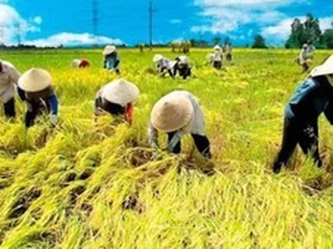 Nâng tầm hạt gạo Thủ đô từ xây dựng mô hình khuyến nông an toàn, hiện đại