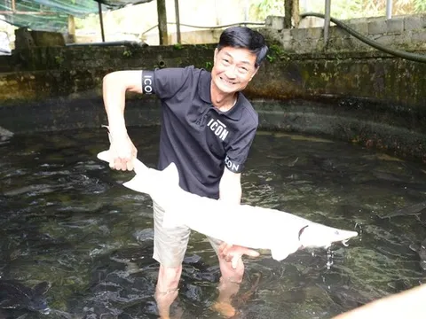 Người tiên phong đưa cá tầm lên núi: Từng "hái" tiền tỷ, nay thấp thỏm vì giá giảm sâu