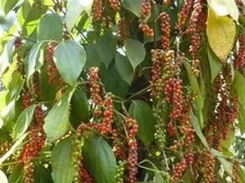 Ngành hồ tiêu bắt nhịp với áp lực cung ứng và chế biến sâu