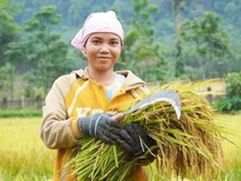 Hành trình làm lúa nước của người Rục sau 65 năm bước ra từ hang đá