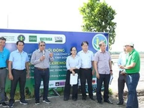 Vùng liên kết: 'Đầu kéo' mới cho Đề án 1 triệu ha lúa chất lượng cao ở ĐBSCL