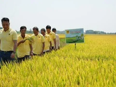 Phân bón Bình Điền và khát vọng xanh từ chương trình “Đất khỏe, cây trồng khỏe”