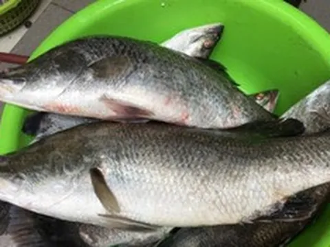 Loài cá giá trị với dinh dưỡng vượt trội, sống được cả ở nước ngọt và nước mặn