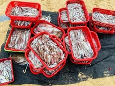 Thức trắng đêm săn "lộc biển", ngư dân thu tiền triệu mỗi chuyến