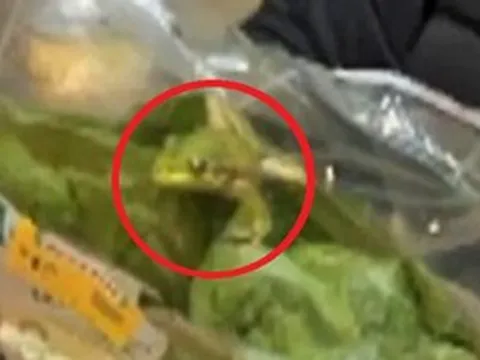 Túi salad bất ngờ "động đậy", người đàn ông hoảng hốt thấy thứ "đáng sợ" bên trong