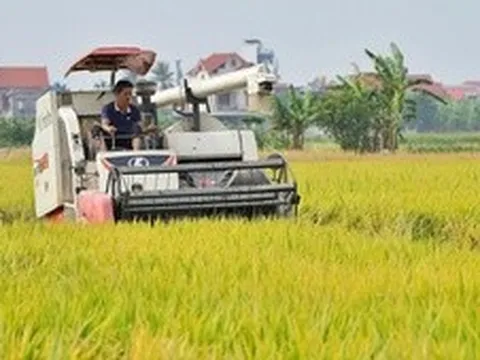 Ngành lúa gạo: Vượt thách thức để tái cấu trúc bền vững