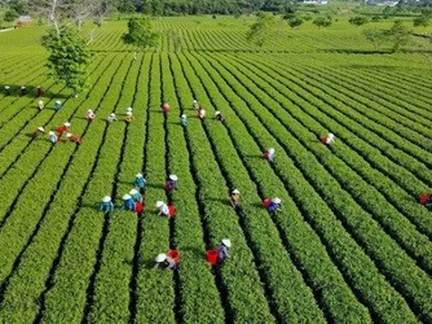 “Đánh thức” tiềm năng phát triển kinh tế ở xã Sơn Kim 2