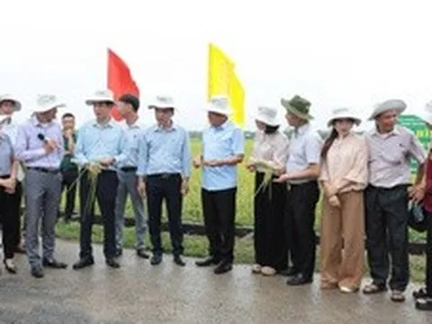 Phát triển lúa VietGAP gắn bao tiêu sản phẩm: Hướng đi bền vững cho nông nghiệp Thủ đô