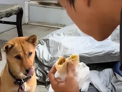 Mang theo chú chó nhỏ, nam sinh nghèo ngày làm 10 tiếng, đêm ngủ gầm cầu để tích góp tiền nhập học