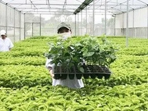 Tổ chức vi phạm về sản xuất, buôn bán giống cây trồng bị phạt đến 100 triệu đồng