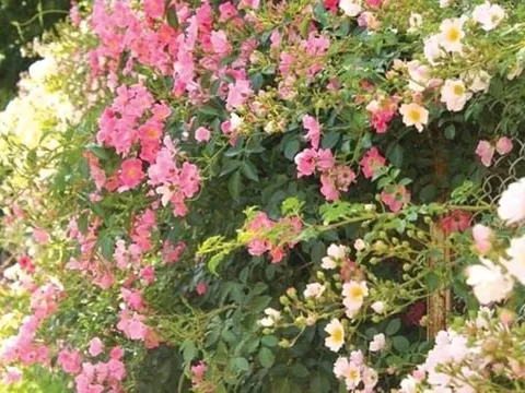 Thương giậu tầm xuân